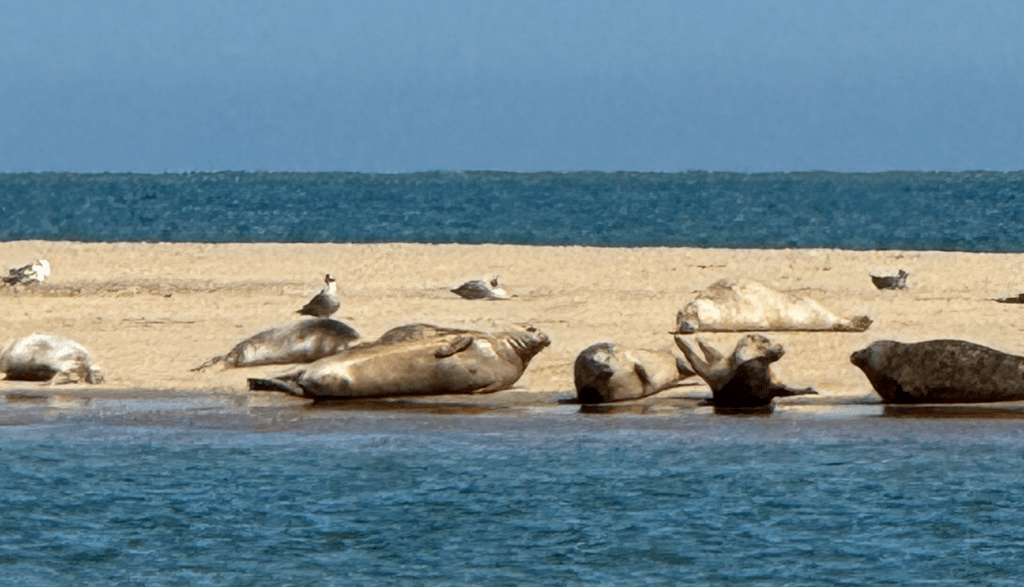 Seals rest on a sandy beach with seabirds nearby, ocean water and clear sky in the background.